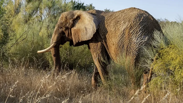 Alentejo elephant sanctuary welcomes first resident