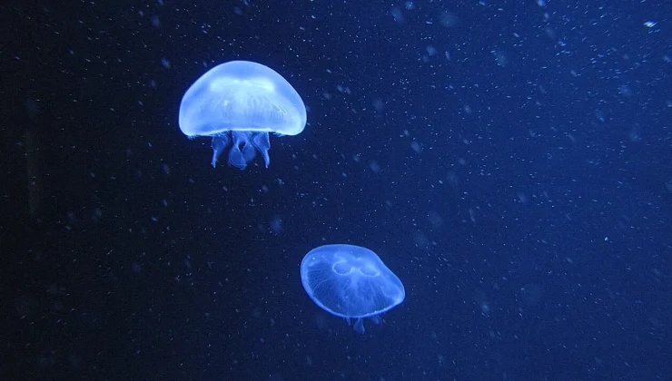 Dangerous jellyfish in Germany: where swimmers should take care