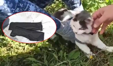 Görevlilerin dikkatini çekti! Uyuşturucu kuryesi kedi yakalandı