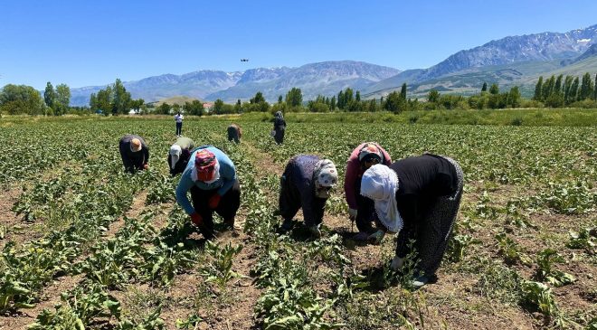 Günlük 1.000 lira kazanmak için 40 derece sıcakta çalışıyorlar