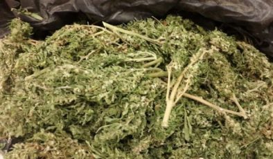 Limasol’da 2 kilo kokain, 9 kilo hintkeneviri ele geçirildi bir hintkeneviri serası bulundu