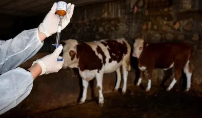 Şap hastalığına aşı zorunluluğu