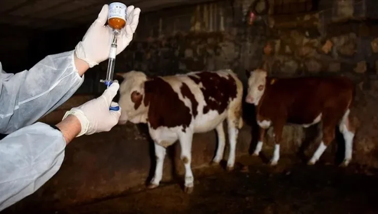 Şap hastalığına aşı zorunluluğu