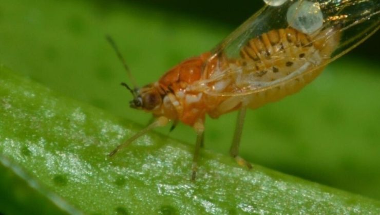 Asya turunçgil yaprak bitine karşı iki toplumlu mücadelede başarı