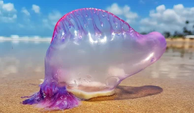 Portuguese man o’ war spread in Spain: what to do if you are stung