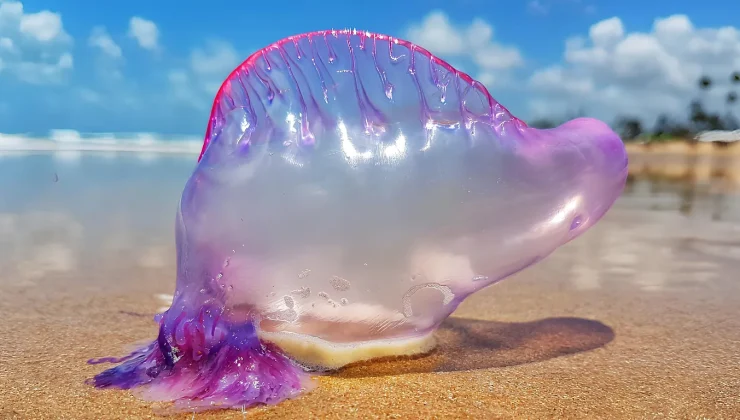 Portuguese man o’ war spread in Spain: what to do if you are stung