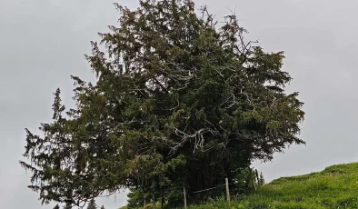 More than 1,100 years old: Germany’s oldest tree discovered