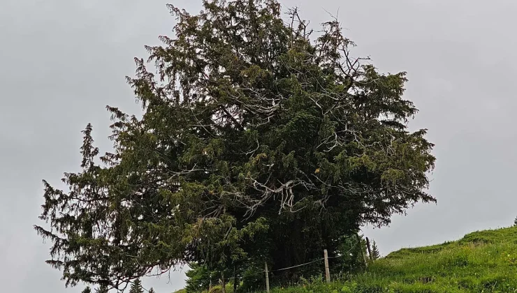 More than 1,100 years old: Germany’s oldest tree discovered