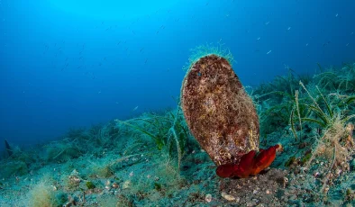 Europe’s warmer seas are appealing to swimmers – but what lies beneath is ‘alarming’, study warns