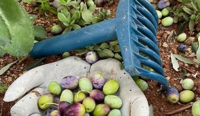 Lefkoşa’da zeytin hasadı 4 Eylül’de başlayacak