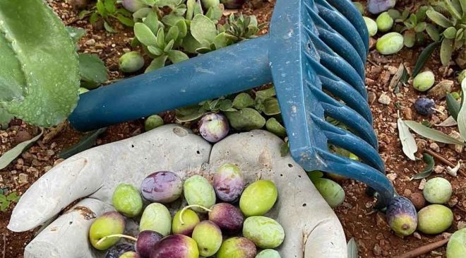 Lefkoşa’da zeytin hasadı 4 Eylül’de başlayacak