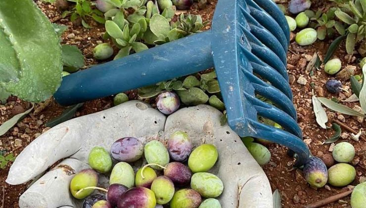 Lefkoşa’da zeytin hasadı 4 Eylül’de başlayacak