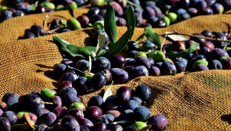 Gazimağusa ilçesi zeytin hasadı başlama tarihleri belirlendi