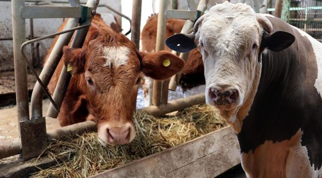 Büyükbaşlar, bebek gibi takip edilecek! Bakan Yumaklı, uygulamayı Kars’ta başlattı