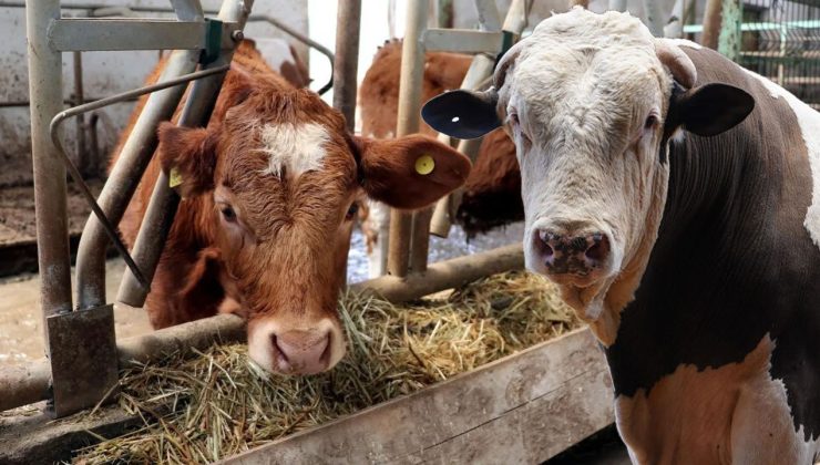 Büyükbaşlar, bebek gibi takip edilecek! Bakan Yumaklı, uygulamayı Kars’ta başlattı