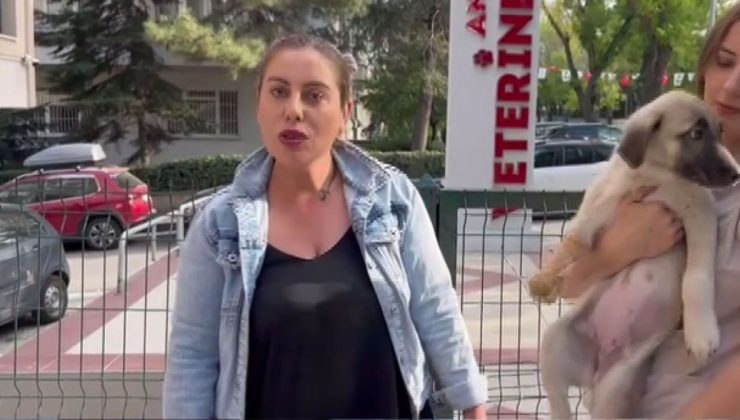 Hayvan Koruma Derneği Başkanı Cinayeti