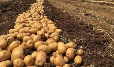 Rum tarım örgütlerinden patates üreticilerine su verilmesi talebi