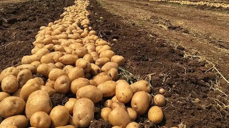 Rum tarım örgütlerinden patates üreticilerine su verilmesi talebi