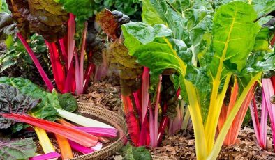 Roka ve pazı için korkutan iddia!