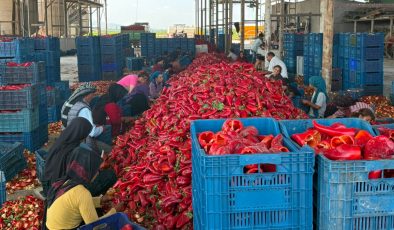 Tarlada büyük fiyat oyunu iddiası!