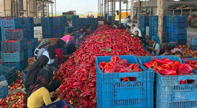 Tarlada büyük fiyat oyunu iddiası!