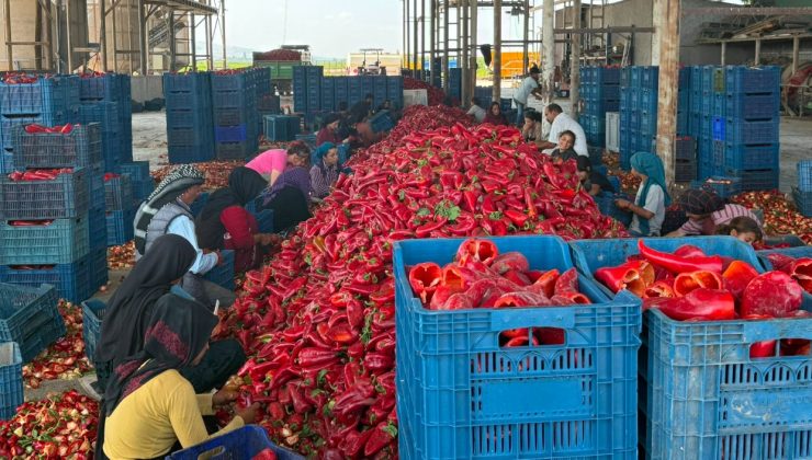 Tarlada büyük fiyat oyunu iddiası!