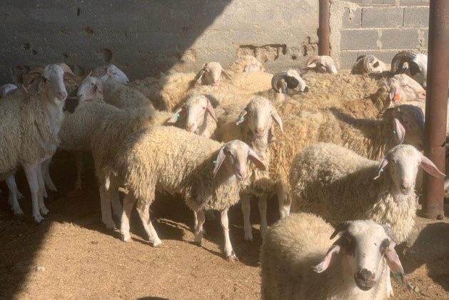 Devlet Üretme Çiftlikleri Dairesi’nden kasaplık hayvan satışı duyurusu