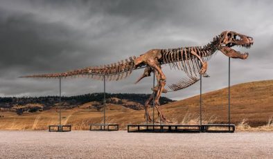 Araştırma, T-rex’in vücut ısısının insanlarınkine benzer olduğuna işaret ediyor