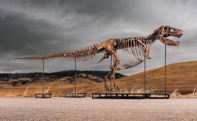 Araştırma, T-rex’in vücut ısısının insanlarınkine benzer olduğuna işaret ediyor