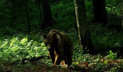 Tokyo’da, gevşetilen kurallar kapsamında ilk kez bir ayı vurularak öldürüldü