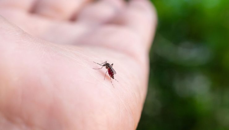 Florida’da dang humması nedeniyle “bölgesel acil durum” ilan edildi