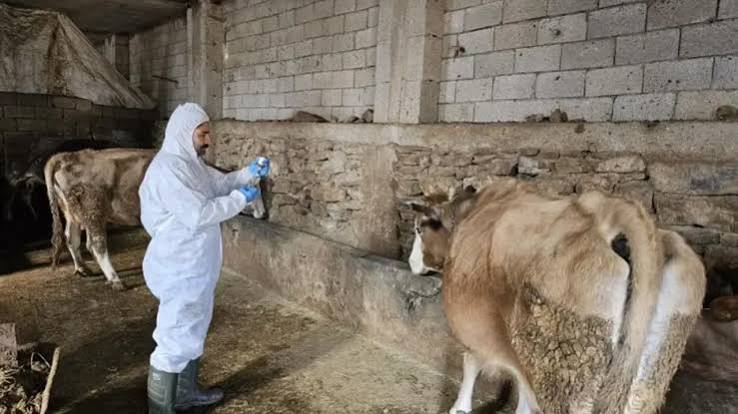 Şap hastalığından etkilenen üreticiler belirsizlik içinde