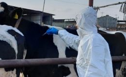 Güney Kıbrıs’ta Şap hastalığı kontrol altında