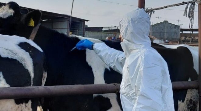 Güney Kıbrıs’ta Şap hastalığı kontrol altında