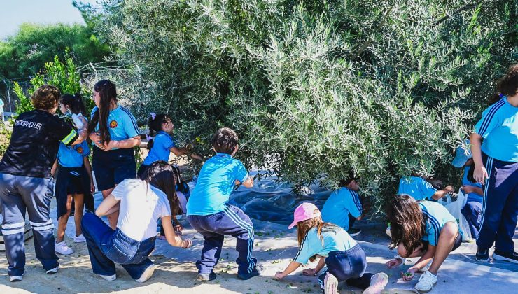 Öğrenciler, LTB Kızılbaş Parkı’nda zeytin hasadı yaptı