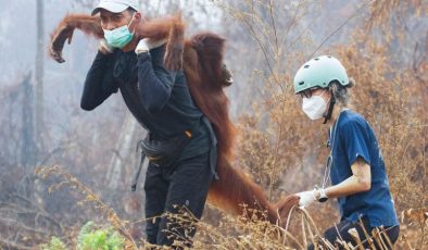 Endonezya’da yangın alarmı: Orangutanları kurtarmak için zamanla yarış