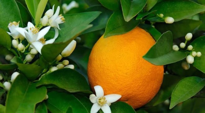 Narenciye Üreticileri Birliği Derneği hala ürün ödemelerinin yapılmadığına işaret etti