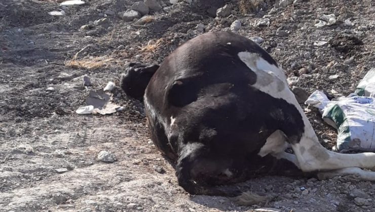 “Avlona’da” ara bölgede ölü inek tespit edildi