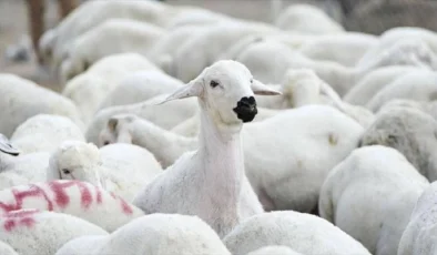 Güney Kıbrıs’ta Mavi Dil hastalığı görüldü