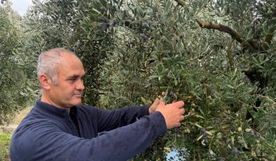 Zeytinde rekor rekolte beklentisi!