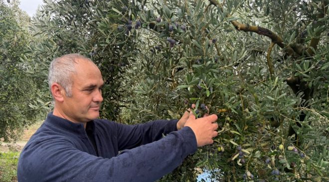 Zeytinde rekor rekolte beklentisi!